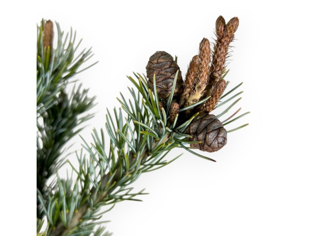 Pinus Pentaphylla - Pino a cinque aghi - 63 cm 2