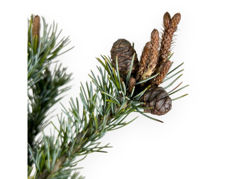 Pinus Pentaphylla - Pine five needles - 63 cm