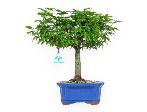 Acer Palmatum Shishigashira - Arce - 32 cm