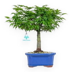 Acer Palmatum Shishigashira - Maple - 32 cm