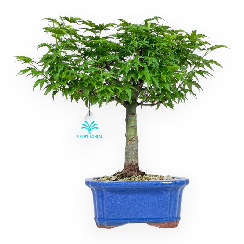 Acer Palmatum Shishigashira - Maple - 32 cm
