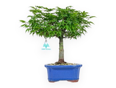 Acer Palmatum Shishigashira - Ahorne - 32 cm