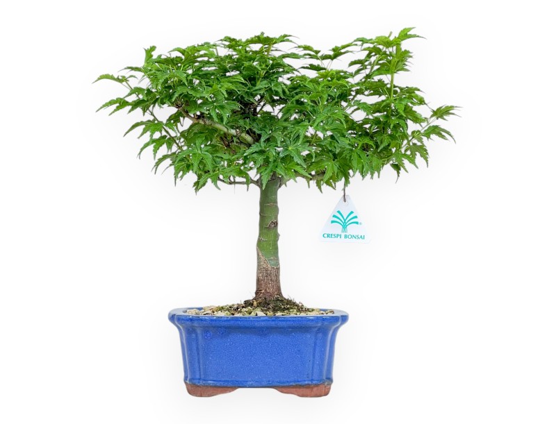 Acer Palmatum Shishigashira - Ahorne - 32 cm