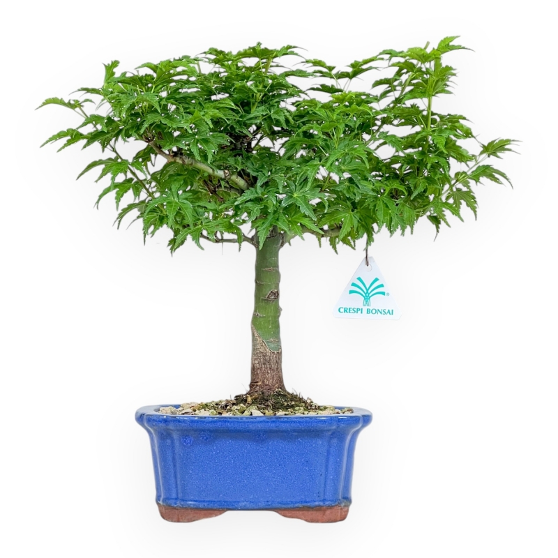 Acer Palmatum Shishigashira - Maple - 32 cm