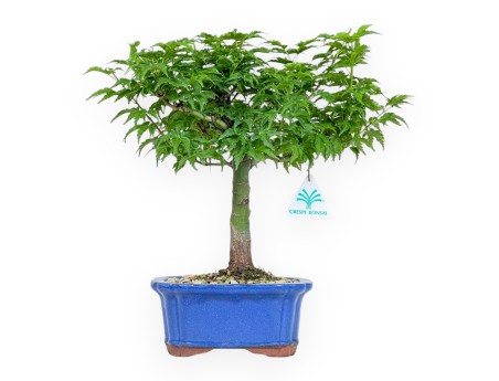Acer Palmatum Shishigashira - Érable - 32 cm