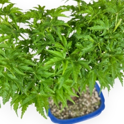 Acer Palmatum Shishigashira - Maple - 32 cm