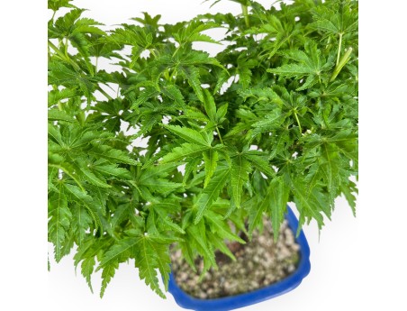 Acer Palmatum Shishigashira - Maple - 32 cm