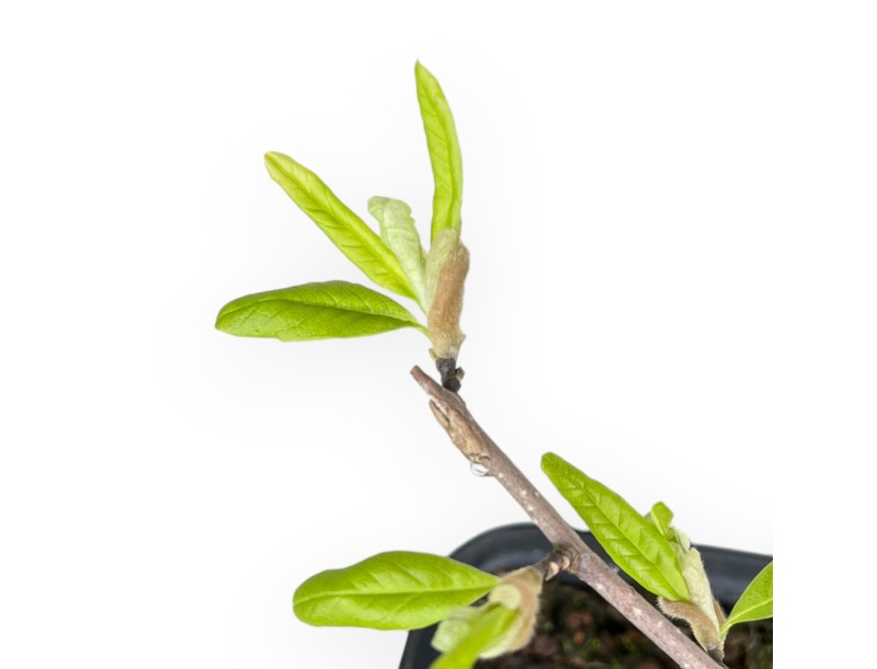 Magnolia Stellata - Magnolia - 42 cm