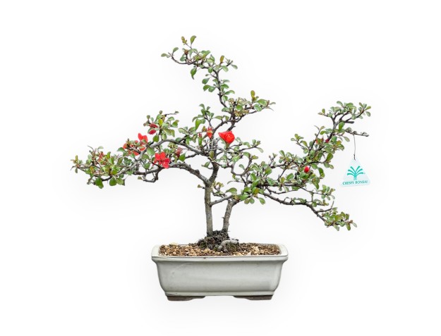 Chaenomeles Chojubai - Asian Quince - 38 cm