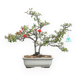 Chaenomeles Chojubai - Cotogno - 38 cm