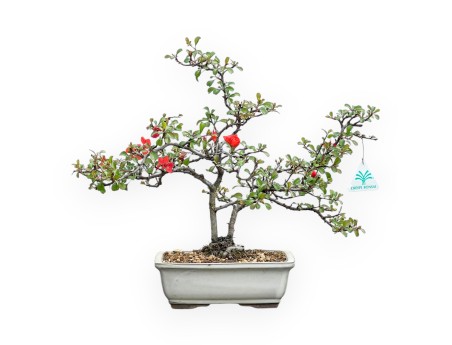Chaenomeles Chojubai - Cotogno - 38 cm