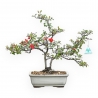 Chaenomeles Chojubai - Asian Quince - 38 cm