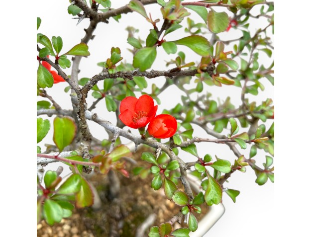 Chaenomeles Chojubai - Asian Quince - 38 cm 2