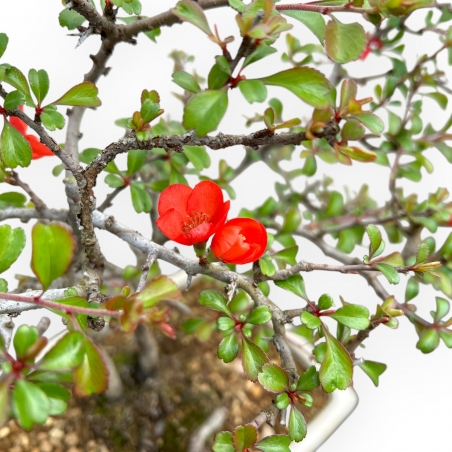 Chaenomeles Chojubai - Coing Asiatique - 38 cm
