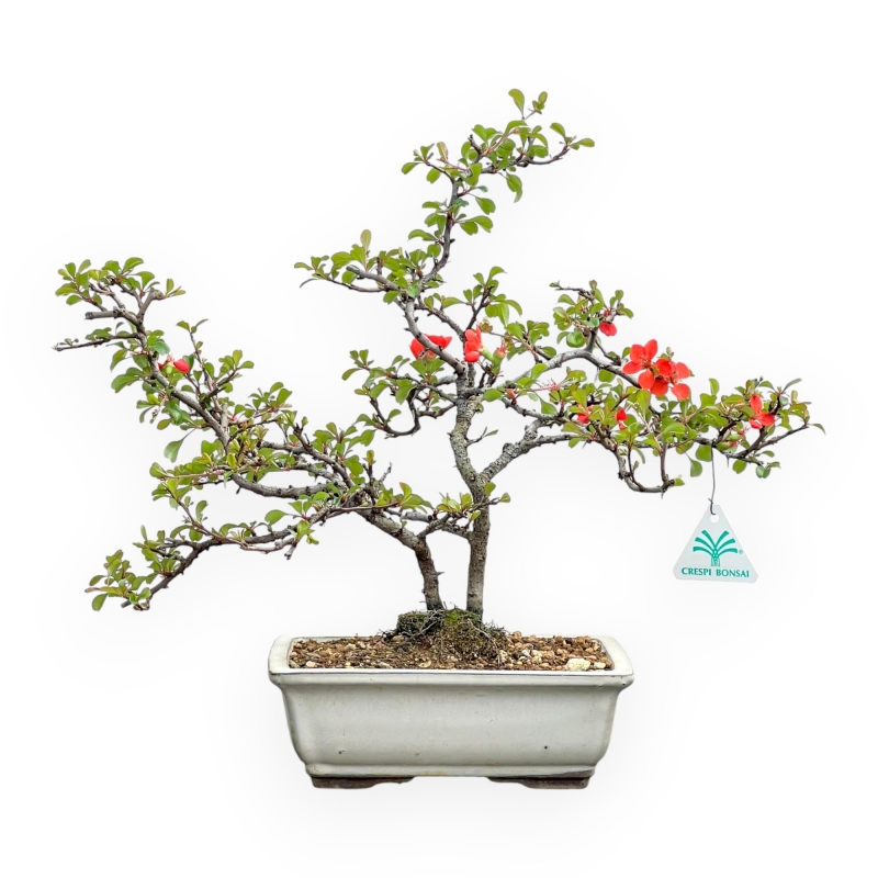 Chaenomeles Chojubai - Cotogno - 38 cm