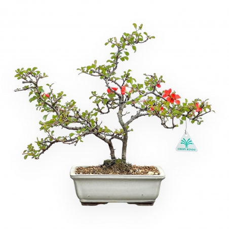 Chaenomeles Chojubai - Cotogno - 38 cm