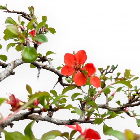 Chaenomeles Chojubai - Asian Quince - 38 cm