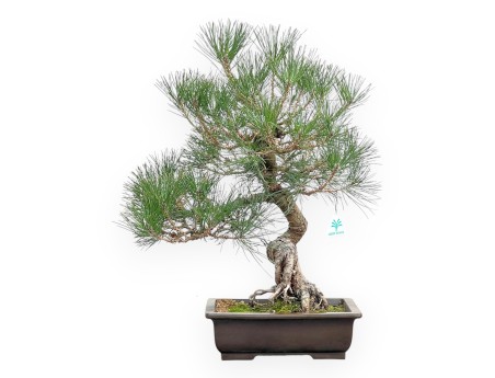 Pinus Thunbergii - Schwarz Kiefern - 57 cm