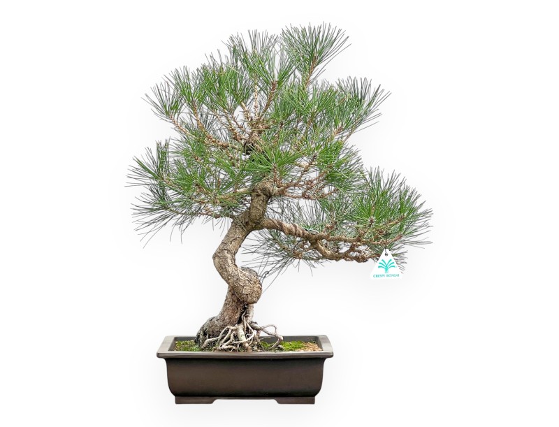 Pinus Thunbergii - Black Pine - 57 cm