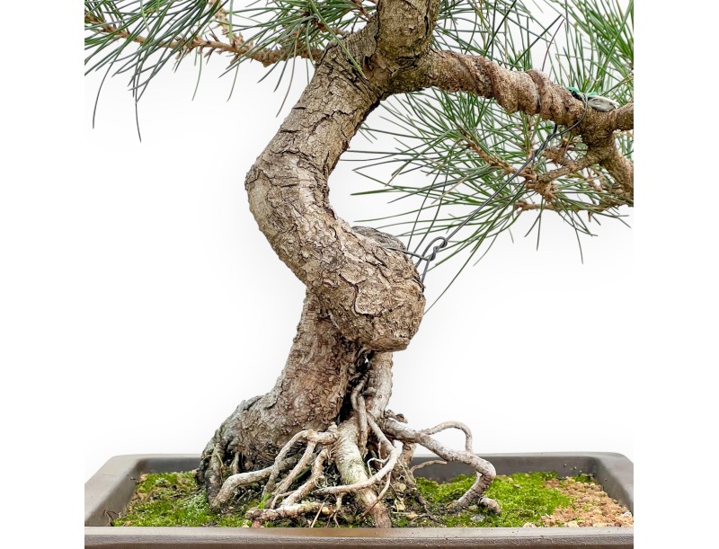 Pinus Thunbergii - Pino Nero - 57 cm