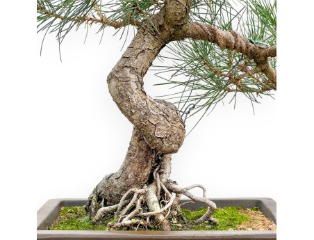 Pinus Thunbergii - Pin Noir - 57 cm