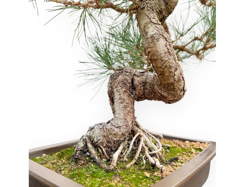 Pinus Thunbergii - Zwart Den - 57 cm