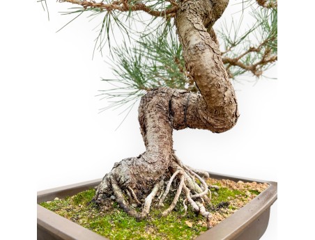 Pinus Thunbergii - Schwarz Kiefern - 57 cm
