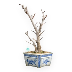 Ginkgo Biloba - 50 cm