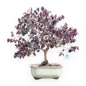 Loropetalum - 56 cm