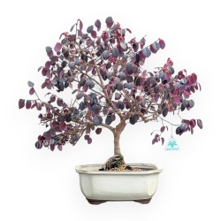 Loropetalum - 56 cm