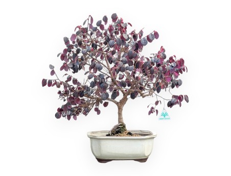 Loropetalum - 56 cm