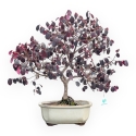 Loropetalum - 56 cm