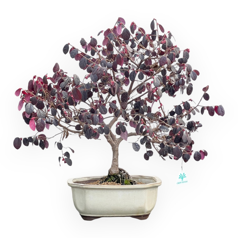 Loropetalum - 56 cm
