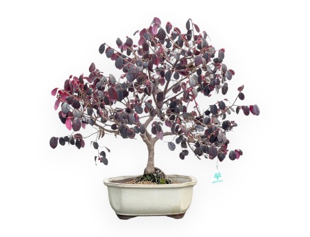 Loropetalum - 56 cm