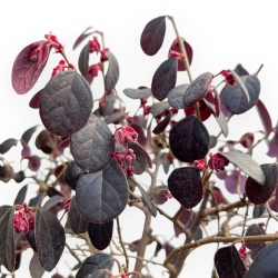 Loropetalum - 56 cm