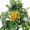 Pyracantha - 35 cm