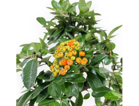 Pyracantha - 35 cm