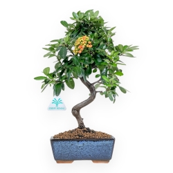 Pyracantha - 35 cm