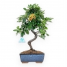 Pyracantha - 35 cm
