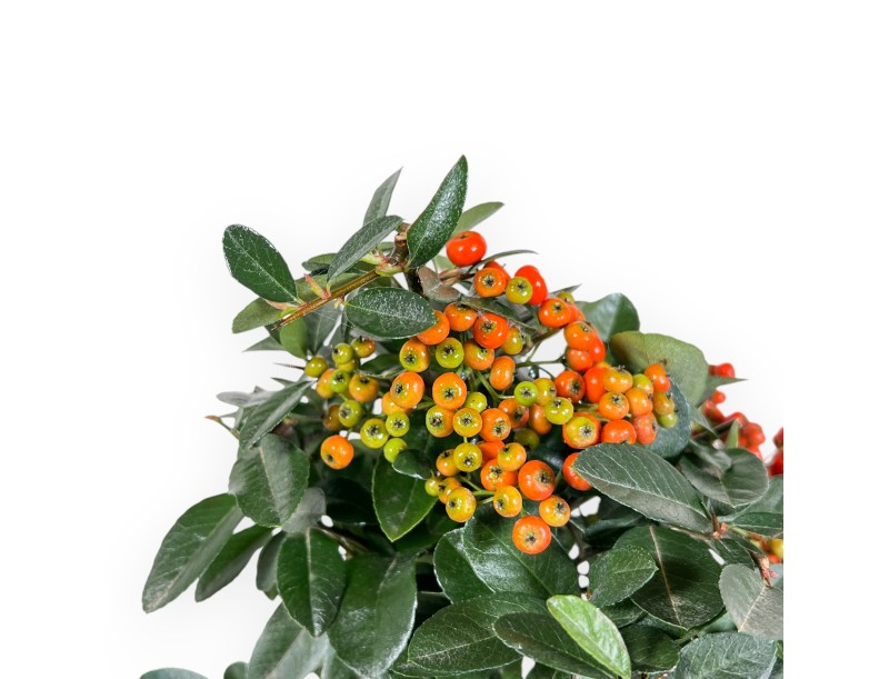 Pyracantha - 39 cm