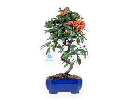 Pyracantha - 39 cm