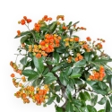 Pyracantha - 37 cm