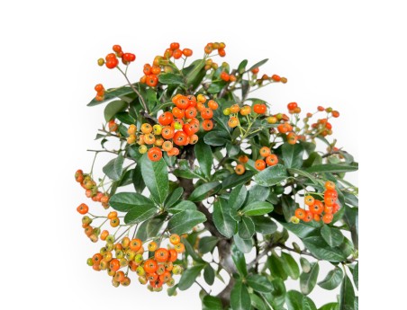 Pyracantha - 37 cm