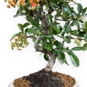 Pyracantha - 37 cm