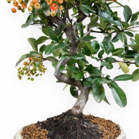 Pyracantha - 37 cm