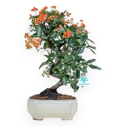 Pyracantha - 37 cm