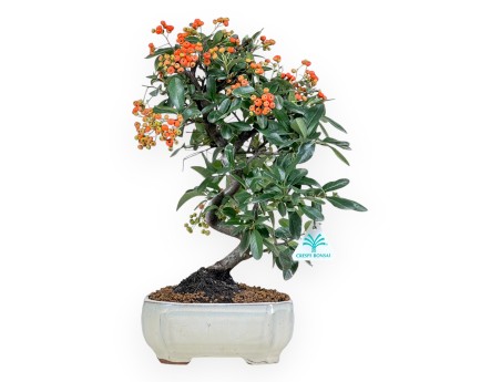 Pyracantha - 37 cm