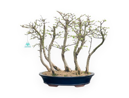 Pseudolarix - Lärche - 45 cm