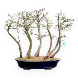 Pseudolarix - Mélèze - 45 cm