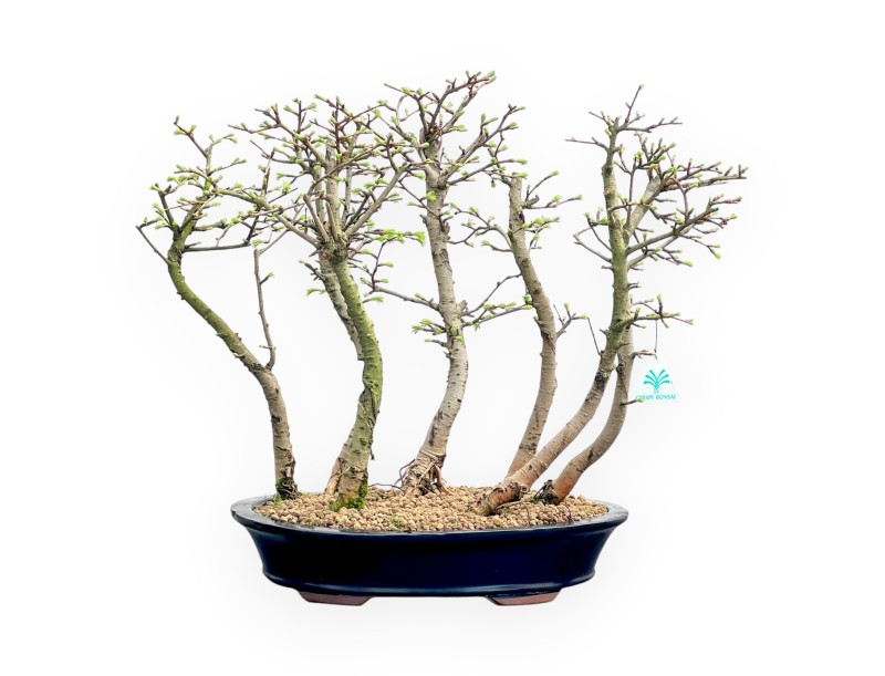 Pseudolarix - Mélèze - 45 cm